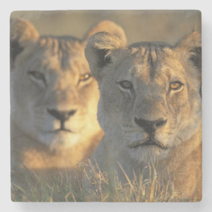 Botswana, Chobe National Park, Lejonhonor Underlägg Sten