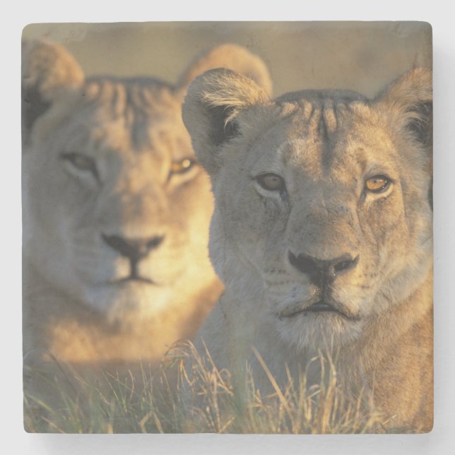 Botswana, Chobe National Park, Lejonhonor Underlägg Sten (Framsidan)