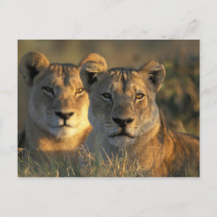 Botswana, Chobe National Park, Lejonhonor Vykort