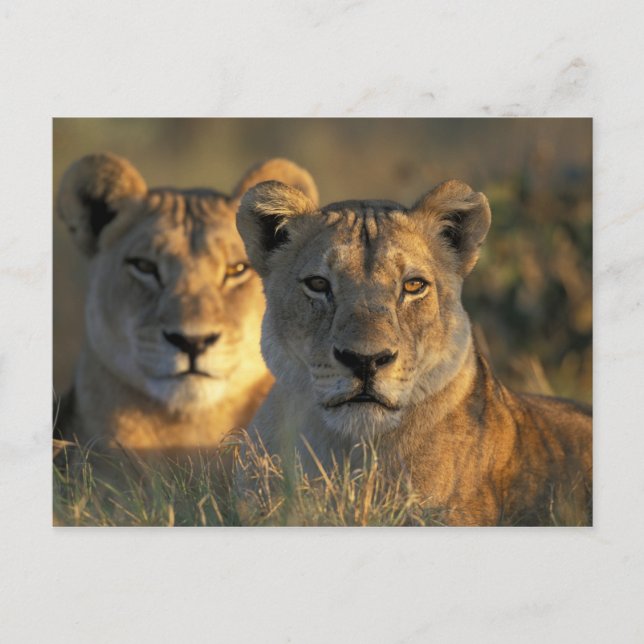 Botswana, Chobe National Park, Lejonhonor Vykort (Framsida)