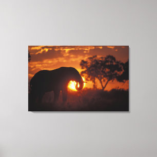 Botswana, Chobe National Park, tjur elefant Canvastryck