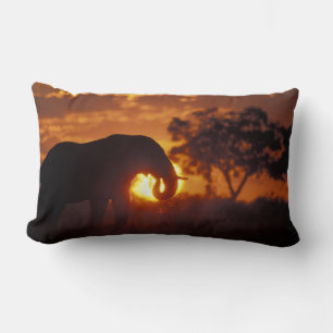 Botswana, Chobe National Park, tjur elefant Lumbarkudde