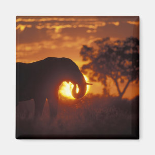 Botswana, Chobe National Park, tjur elefant Magnet
