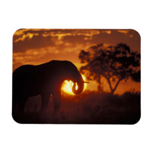 Botswana, Chobe National Park, tjur elefant Magnet