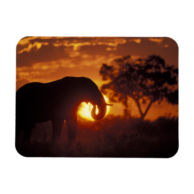Botswana, Chobe National Park, tjur elefant Magnet (Horisontell)