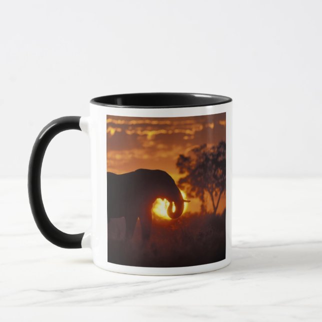 Botswana, Chobe National Park, tjur elefant Mugg (Vänster)