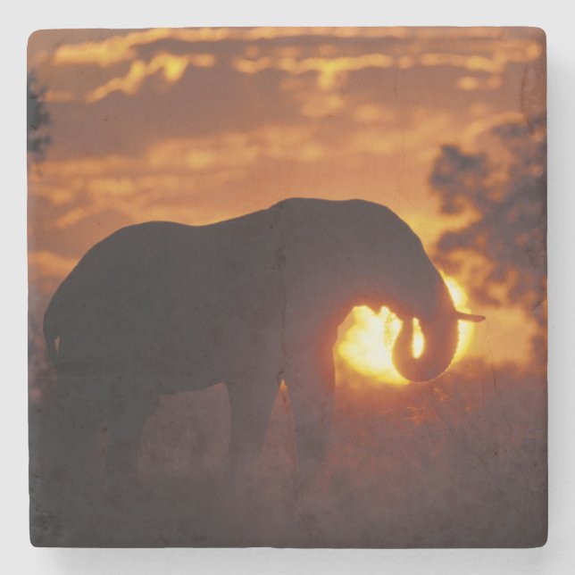 Botswana, Chobe National Park, tjur elefant Stenunderlägg (Framsidan)