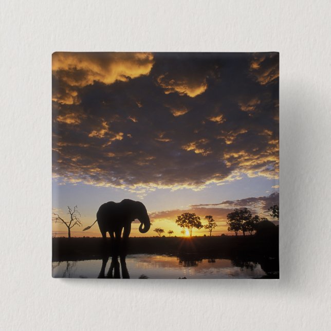 Botswana, Chobe nationalpark, Elefant Knapp (Framsida)