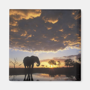 Botswana, Chobe nationalpark, Elefant Magnet