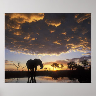 Botswana, Chobe nationalpark, Elefant Poster