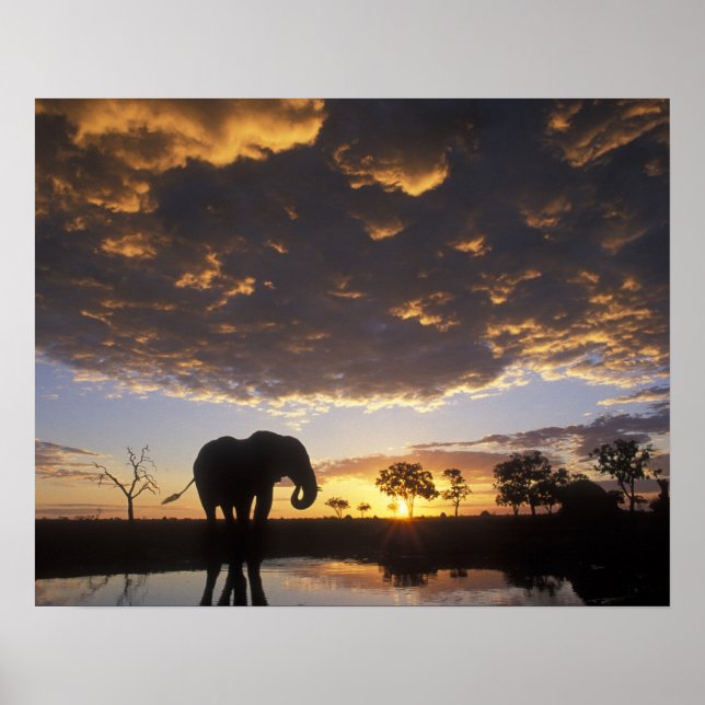 Botswana, Chobe nationalpark, Elefant Poster (Framsidan)