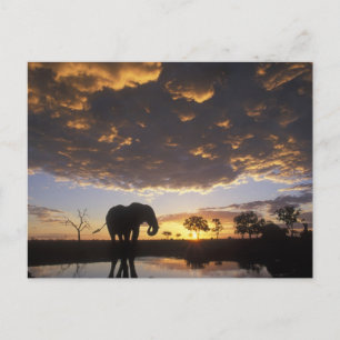 Botswana Chobe nationalpark, elefant Vykort