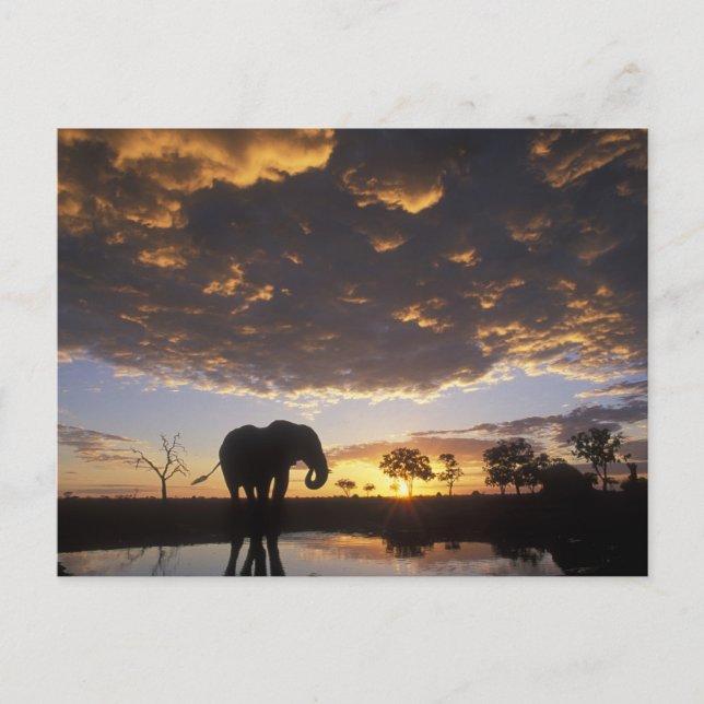 Botswana Chobe nationalpark, elefant Vykort (Framsida)