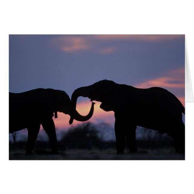 Botswana, Chobe nationalpark, Elefanter Hälsningskort (Framsidan Horizontal)