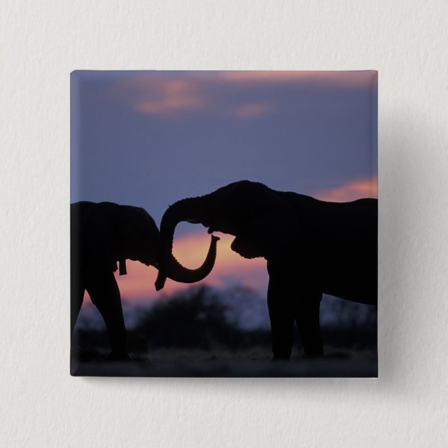 Botswana, Chobe nationalpark, Elefanter Knapp (Framsida)