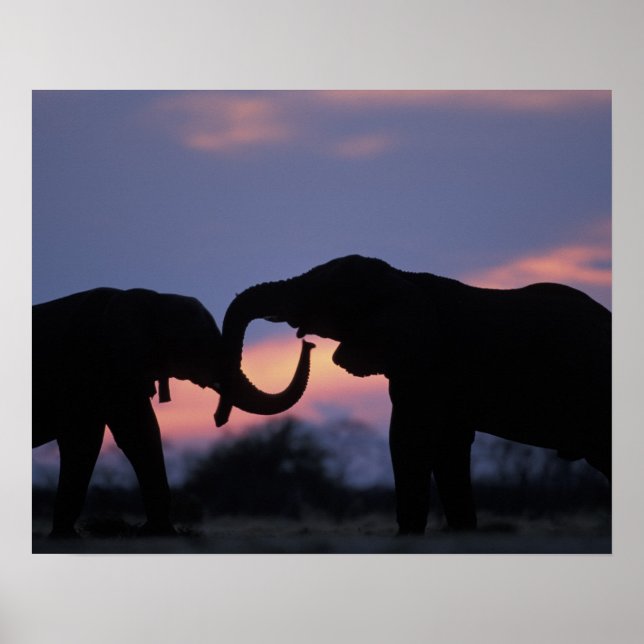 Botswana, Chobe nationalpark, Elefanter Poster (Framsidan)