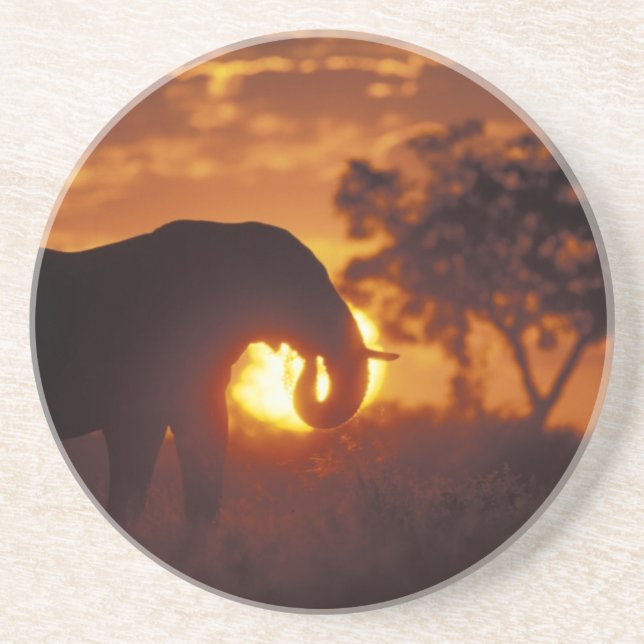 Botswana, Chobe nationalpark, Elefanttjur Underlägg (Framsidan)