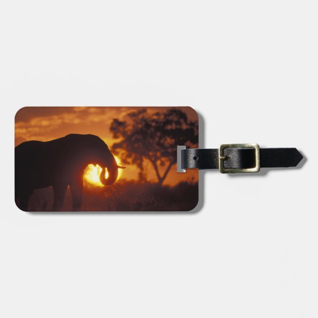 Botswana, Chobe nationalpark, tjur Elefant Bagagebricka (Horisontell Framsida)