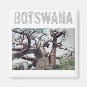 Botswana Kubu Island Baobab Träd Magnet