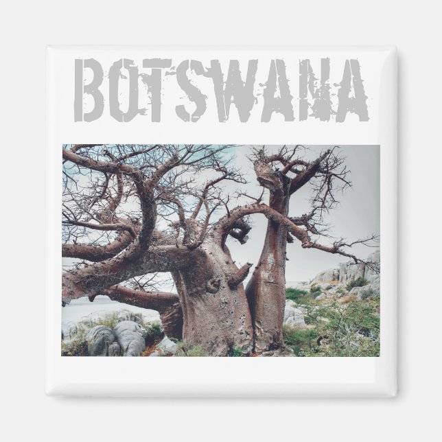 Botswana Kubu Island Baobab Träd Magnet (Framsidan)