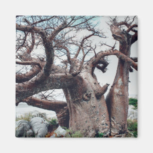 Botswana Kubu Island Baobab Träd Magnet