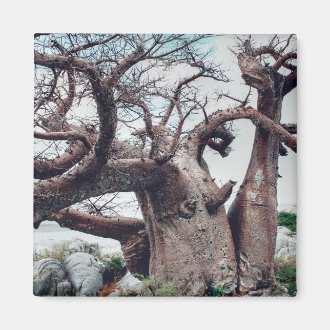 Botswana Kubu Island Baobab Träd Magnet (Framsidan)
