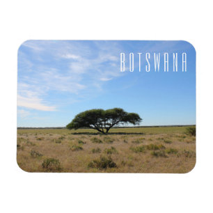 Botswana Ligcape Savannah Savanna Träd Grass Magnet