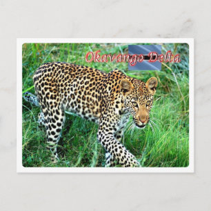 Botswana - Okavango Delta - Vykort