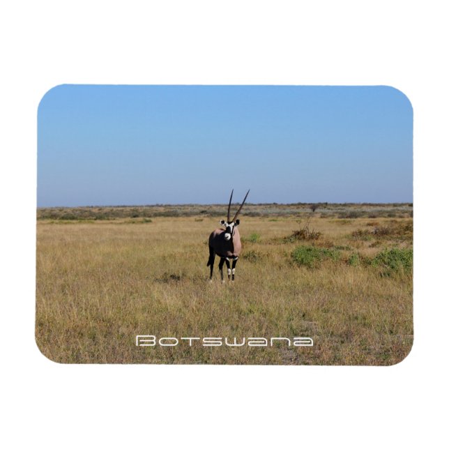 Botswana Oryx Animal Savannah Travel Magnet (Horisontell)