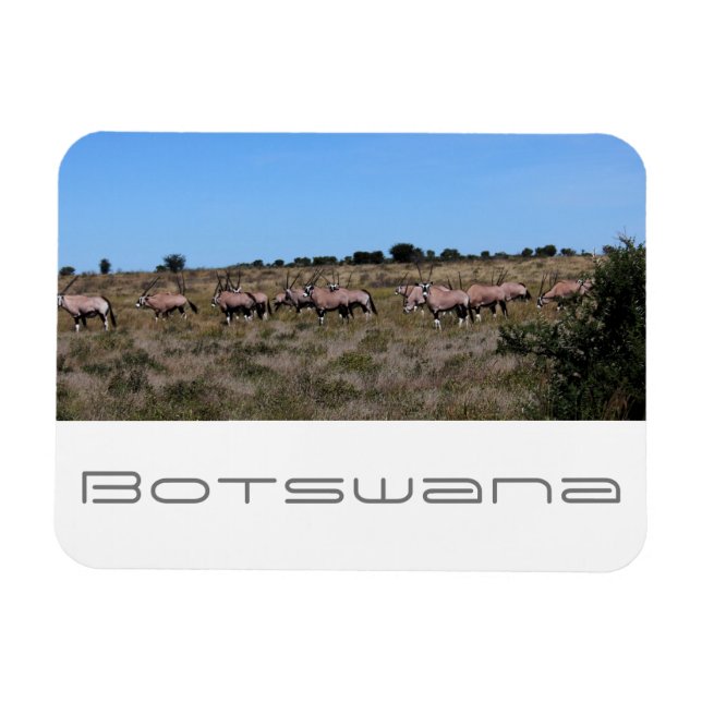 Botswana Oryx Animals Savannah Travel Magnet (Horisontell)