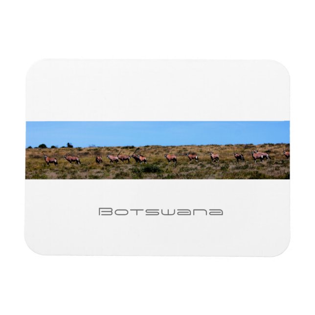 Botswana Oryx Animals Savannah Travel Magnet (Horisontell)