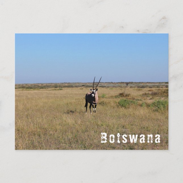 Botswana Oryx Vilda Djur Savann Landskap Vykort (Framsida)