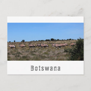 Botswana Oryx Vilda Djur Savannah Landskap Vykort