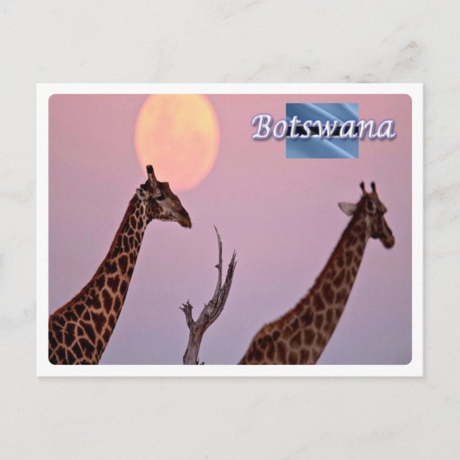 Botswana - vykort (Framsida)