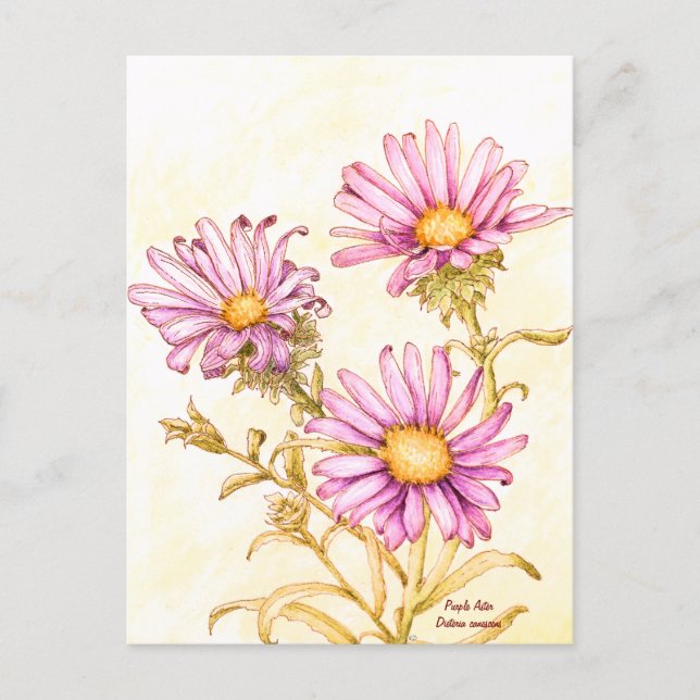 Bottanisk vildblomma akvarell aster vykort (Framsida)