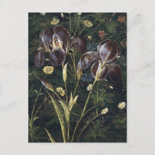 Botticelli Irises Vykort