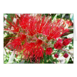 Bottlebrush Flower Red Tropical Blommigt Hälsningskort