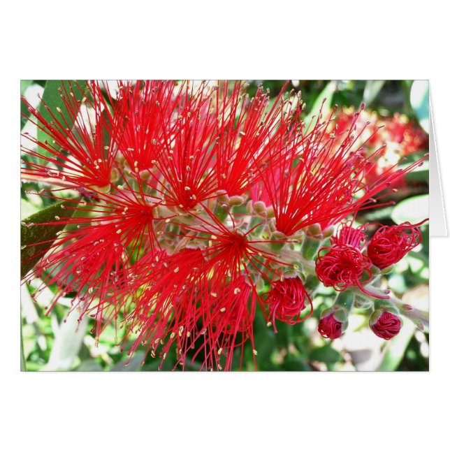 Bottlebrush Flower Red Tropical Blommigt Hälsningskort (Framsidan Horizontal)