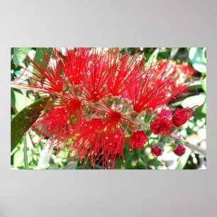 Bottlebrush Flower Red Tropical Blommigt Poster