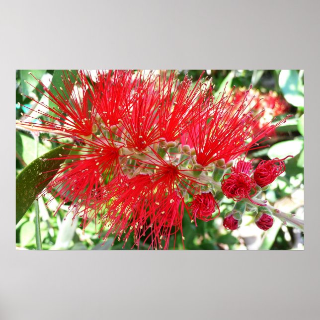 Bottlebrush Flower Red Tropical Blommigt Poster (Framsidan)