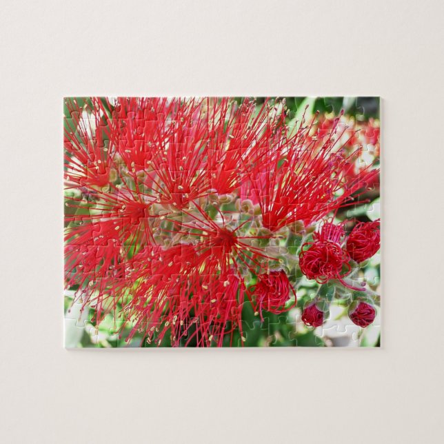 Bottlebrush Flower Red Tropical Blommigt Pussel (Horisontell)