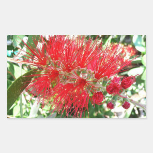 Bottlebrush Flower Red Tropical Blommigt Rektangulärt Klistermärke