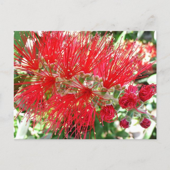 Bottlebrush Flower Red Tropical Blommigt Vykort (Framsida)