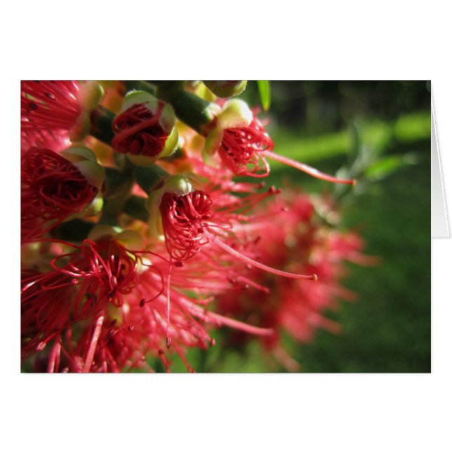 Bottlebrush Tendrils Hälsningskort (Framsidan Horizontal)