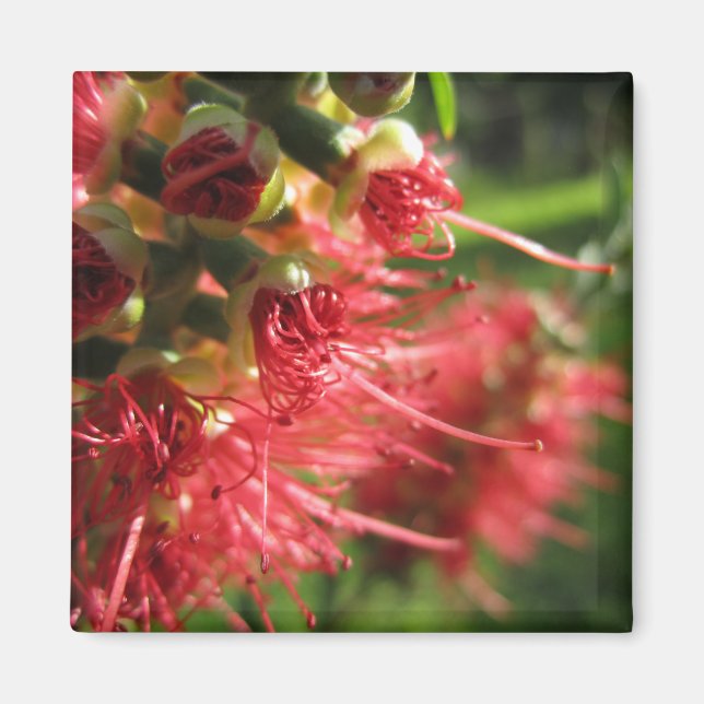 Bottlebrush Tendrils Magnet (Framsidan)
