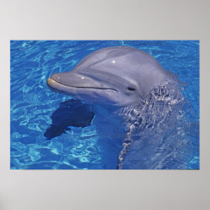 Bottlenged Dolphin, Tursiops Truncatus Poster