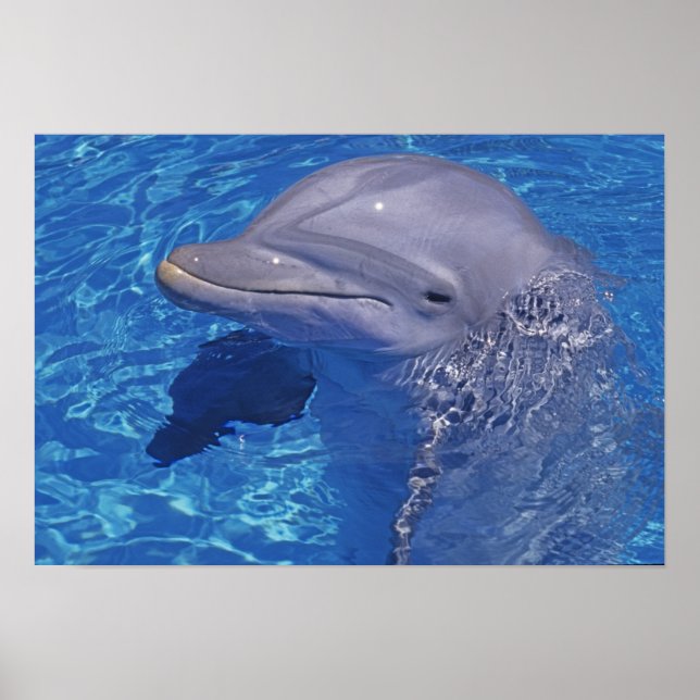Bottlenged Dolphin, Tursiops Truncatus Poster (Framsidan)