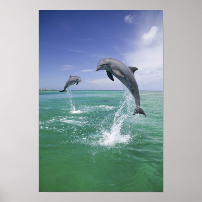 Bottlenos-delfiner (Tursiops truncatus) 4 Poster (Framsidan)
