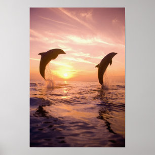 Bottlenos-delfiner (Tursiops truncatus) 8 Poster