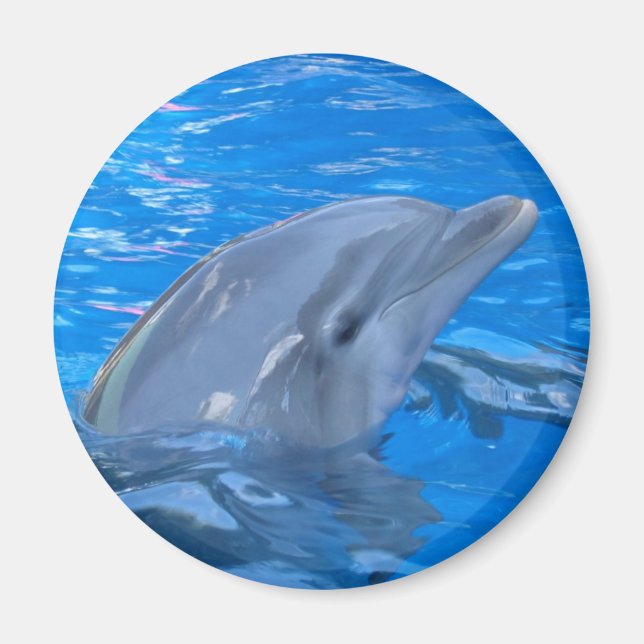 Bottlenos-delfinrunda magnet (Framsidan)